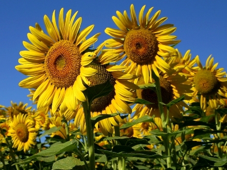 tuscan sunflowers